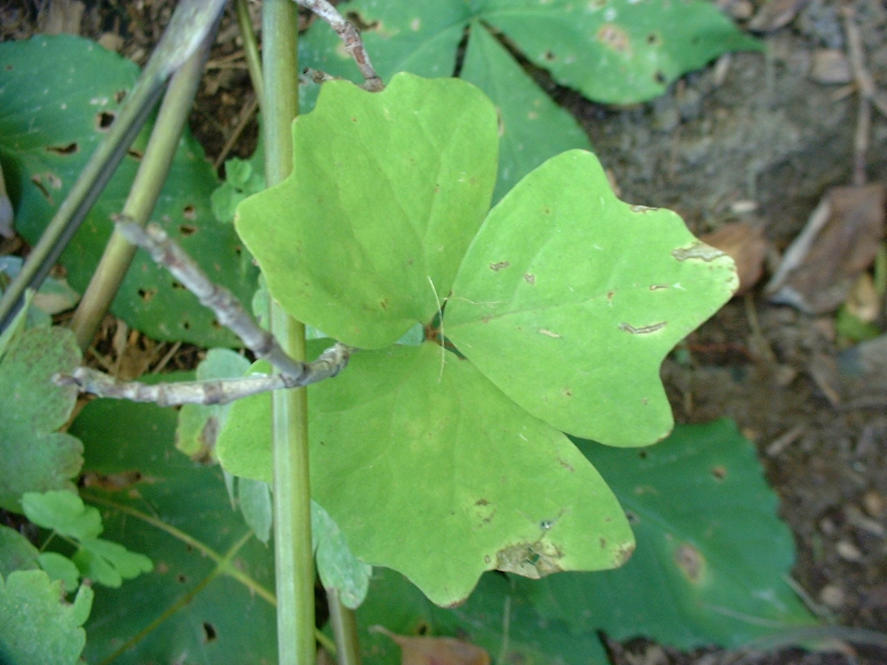 Achlys triphylla